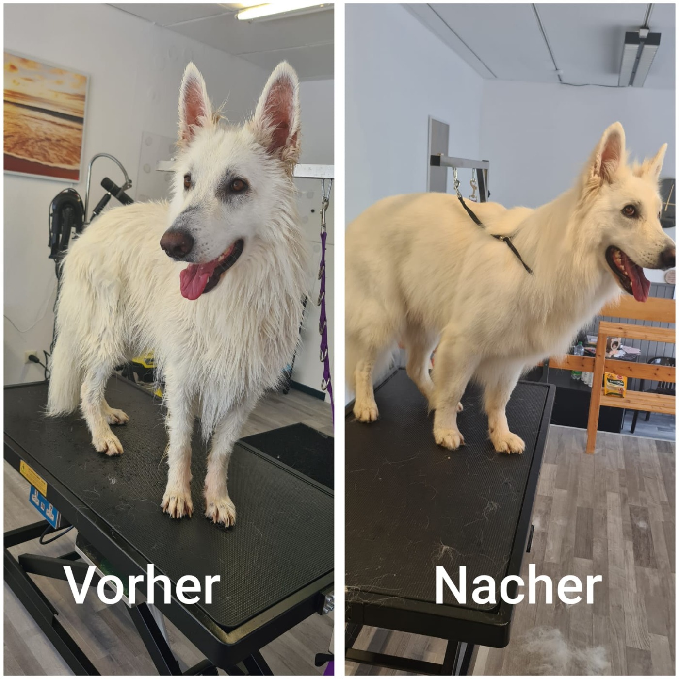Hundesalon Bild 14